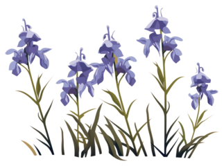PNG Wild bluebell flowers plant iris inflorescence.