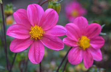 Obraz premium Beautiful close-up of a single-flowered dahlia
