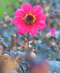 Beautiful close-up of a mignon dahlia