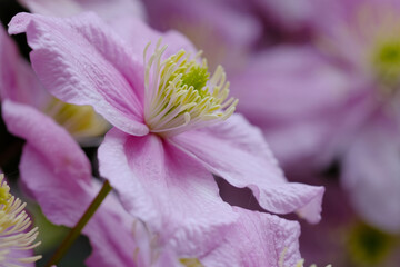 Close up of a  Pink clematis Montana flower