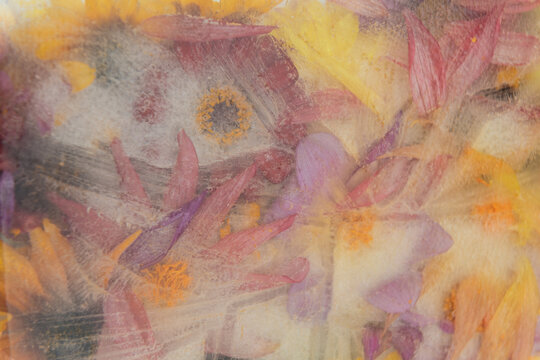 abstract background with frozen sunflower, dahlia flowers and petals in ice water with watercolor vibe