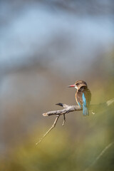 Brown-hooded Kingfisher