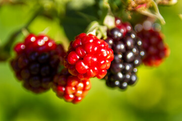 Berries