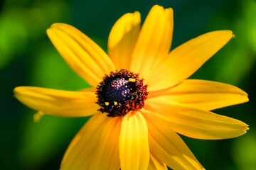 Yellow flower