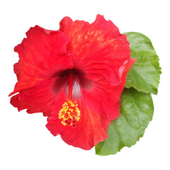 Red Hibiscus Flower with Green Leaf
