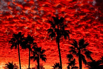 A silhouette of palm trees during a magnificent sunset with puffy clouds. 
