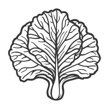 recommend clip art: Line art illustration of a single head of cabbage