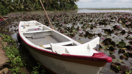 A small boat parked in a lake full of bloomed water lily plants