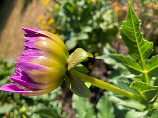 dahlia in the garden