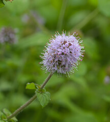 Beautiful close-up of mentha aquatica