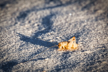 Dead Insect