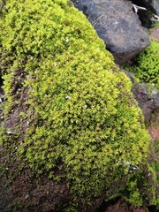 Pincushion moss, beautiful green moss, macro view