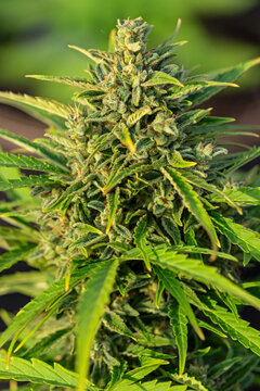 Vertical image of female feminized cannabis marijuana plant in late flowering stage