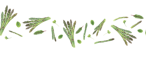Fresh asparagus bundles with chard leaves, oregano, microgreen watercolor seamless border. Healthy tasty young spring vegetable stems with aromatic herbs illustration for kitchen textile, decor