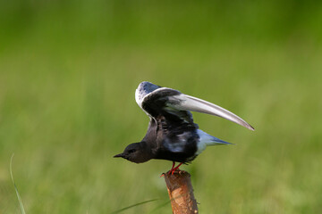 Rybitwa białoskrzydła © Michal Przystas
