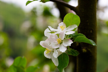 A blooming apple tree. Pink and white apple blossoms on a branch in spring. Floral spring and summer background.