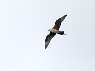 Arctic skua, Stercorarius parasiticus