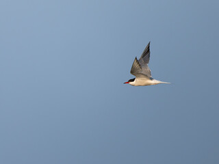 Common tern, Sterna hirundo