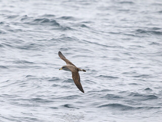 Cory's shearwater, Calonectris borealis
