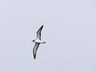 Cory's shearwater, Calonectris borealis