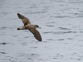 Cory's shearwater, Calonectris borealis