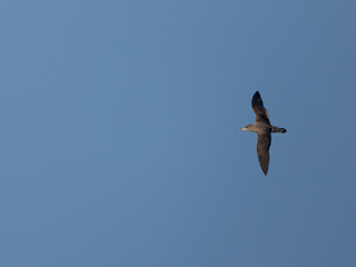 Cory's shearwater, Calonectris borealis