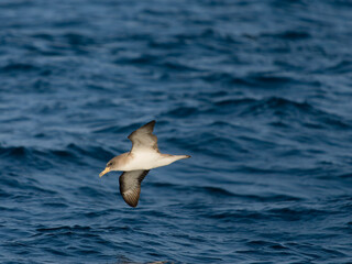 Cory's shearwater, Calonectris borealis