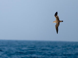 Cory's shearwater, Calonectris borealis