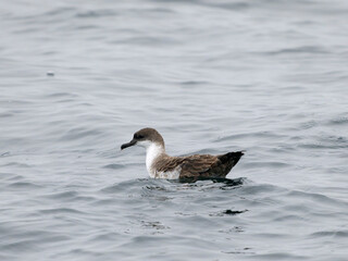 Great shearwater, Puffinus gravis
