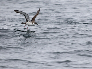 Great shearwater, Puffinus gravis