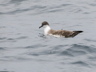 Great shearwater, Puffinus gravis