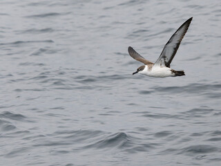 Great shearwater, Puffinus gravis