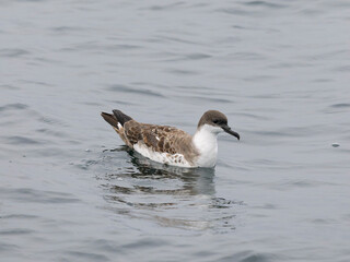 Great shearwater, Puffinus gravis