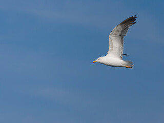 Lesser black-backed gull, Larus fuscus