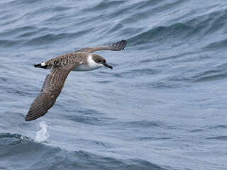 Great shearwater, Puffinus gravis