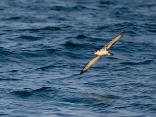 Great shearwater, Puffinus gravis