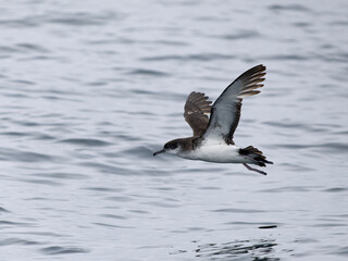 Manx shearwater, Puffinus puffinus