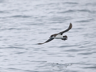 Manx shearwater, Puffinus puffinus