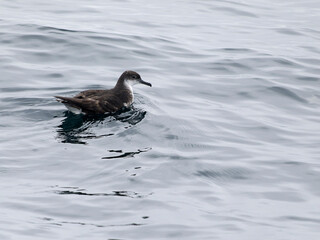 Manx shearwater, Puffinus puffinus