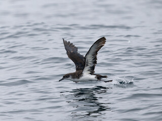 Manx shearwater, Puffinus puffinus