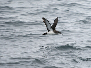 Manx shearwater, Puffinus puffinus