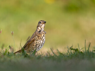 Song thrush, Turdus philomelo