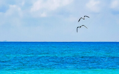 Fregat birds flock fly blue Caribbean sea background in Mexico.