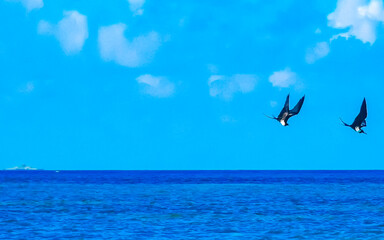 Fregat birds flock fly blue Caribbean sea background in Mexico.