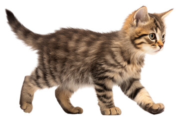 Obraz premium PNG Photo of kitten walking animal mammal manx.