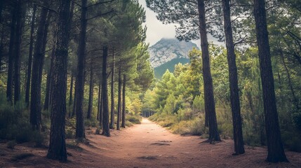 Obraz premium Path through pine forest leading to a mountain, outdoor adventure and exploration