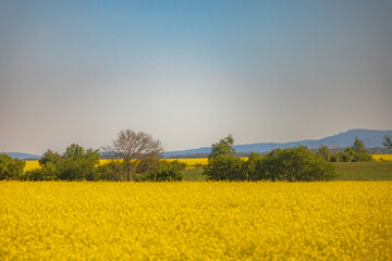Beautiful view from train to Sleza mountain in the background with beautiful yellow field of growing colza around bushes