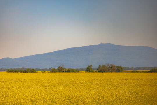Beautiful view from train to Sleza mountain in the background with beautiful yellow field of growing colza around bushes