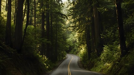 Obraz premium Road cutting through dense forest, towering pines on either side, dramatic and scenic