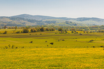 Fototapeta premium Scenic Rolling Hills and Verdant Fields in a Tranquil Countryside Setting